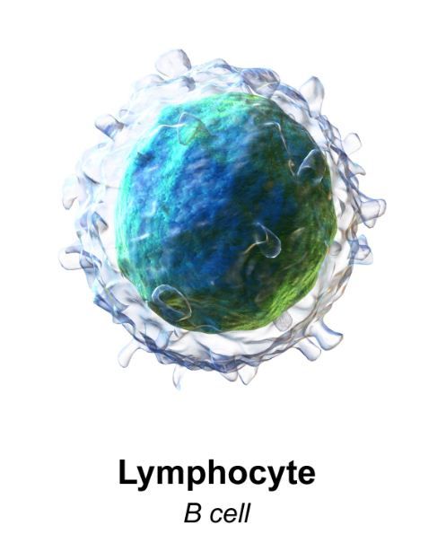 B淋巴细胞