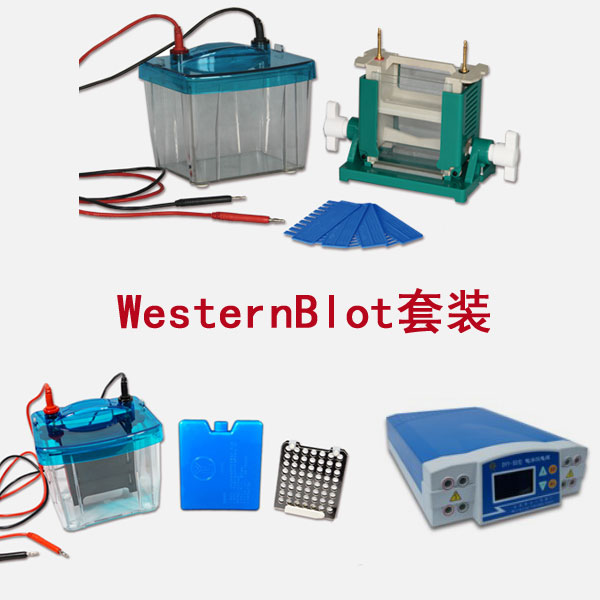 北京六一WesternBlot蛋白质印迹法(免疫印迹试验)套装